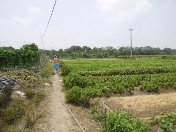 農場見学、収穫体験