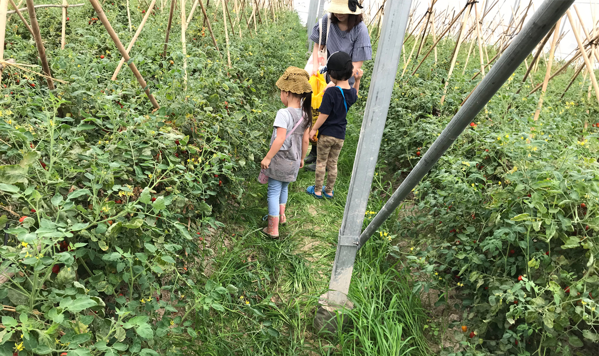 .親子遠足2018農村で収穫体験(トマト)