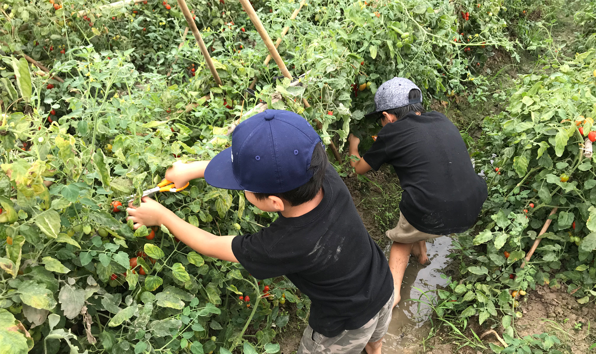 .親子遠足2018農村で収穫体験(トマト)