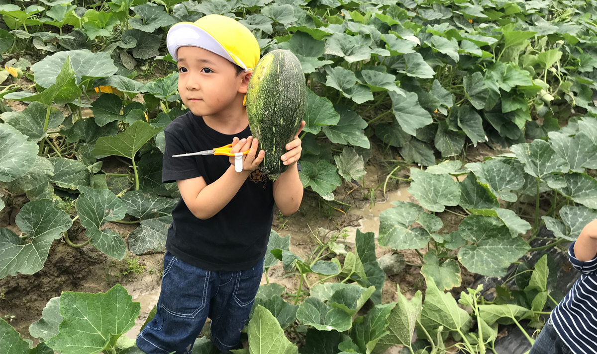 .親子遠足2018農村で野菜収穫(かぼちゃ)