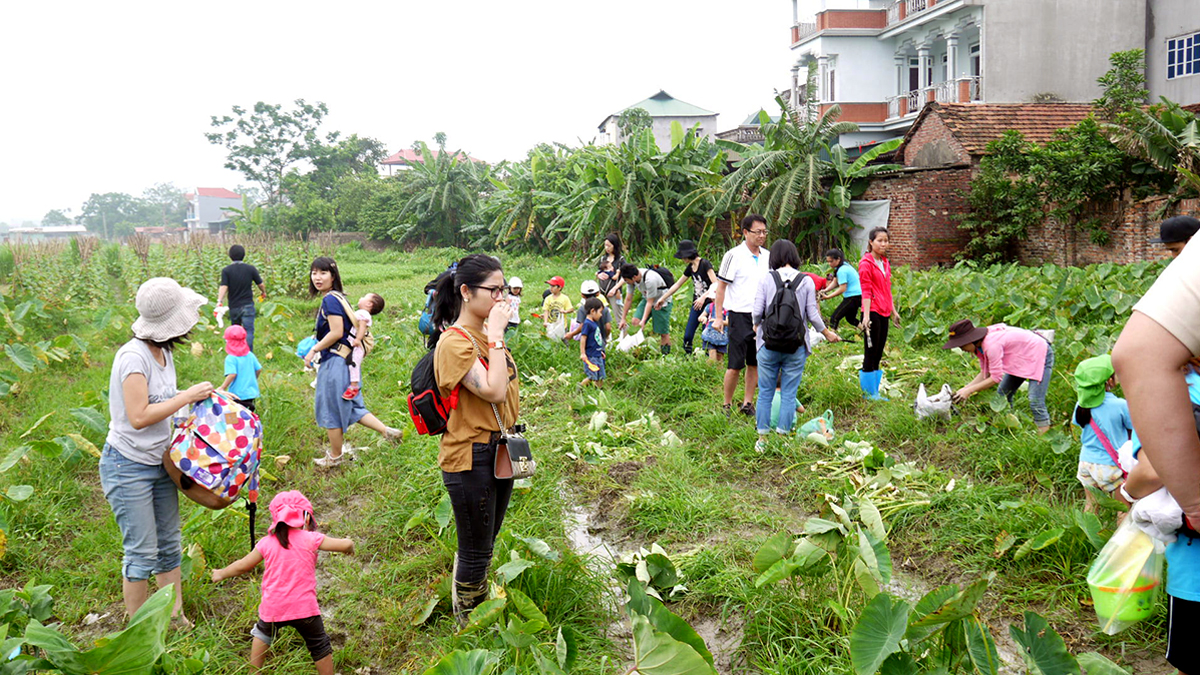 親子遠足でタロイモを掘りました。