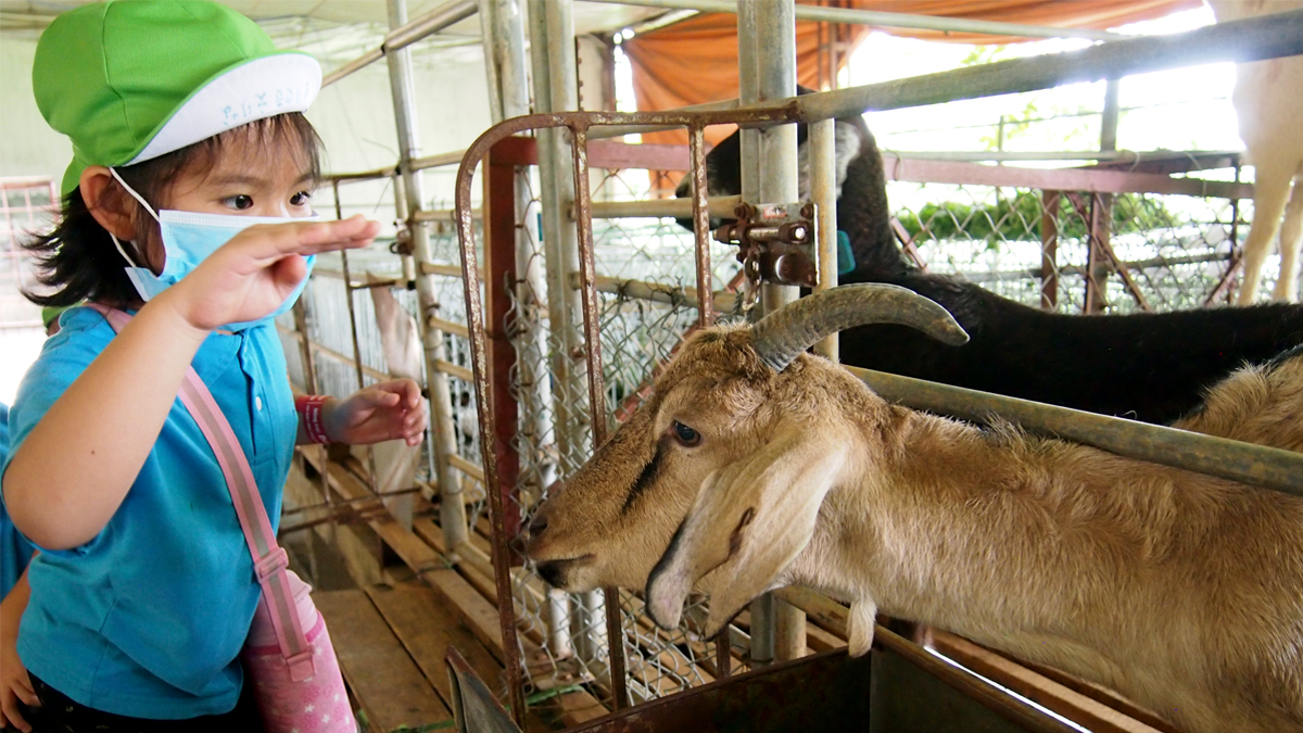 年長お泊り保育②牧場でヤギにえさをあげました。